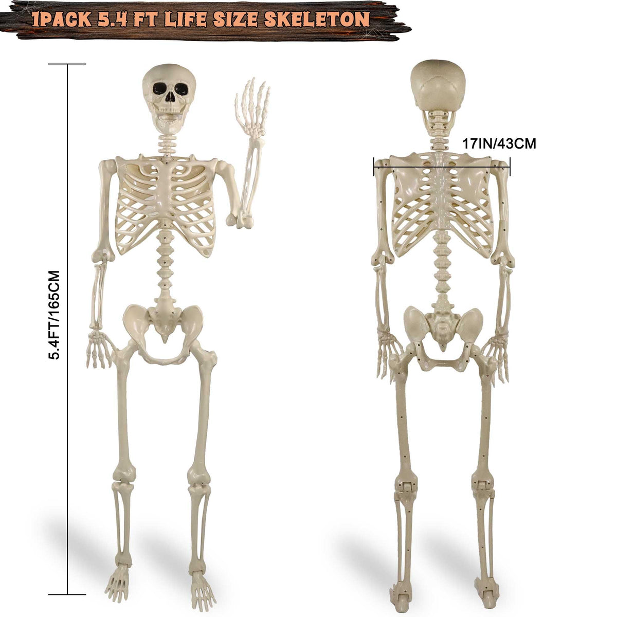 5.4ft Posable Life Size Skeleton with Movable Joints D589
