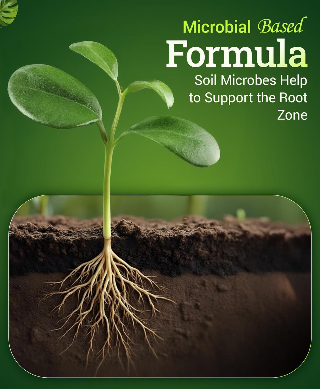 Liquid Plant Fertilizer 1 Pint C705
